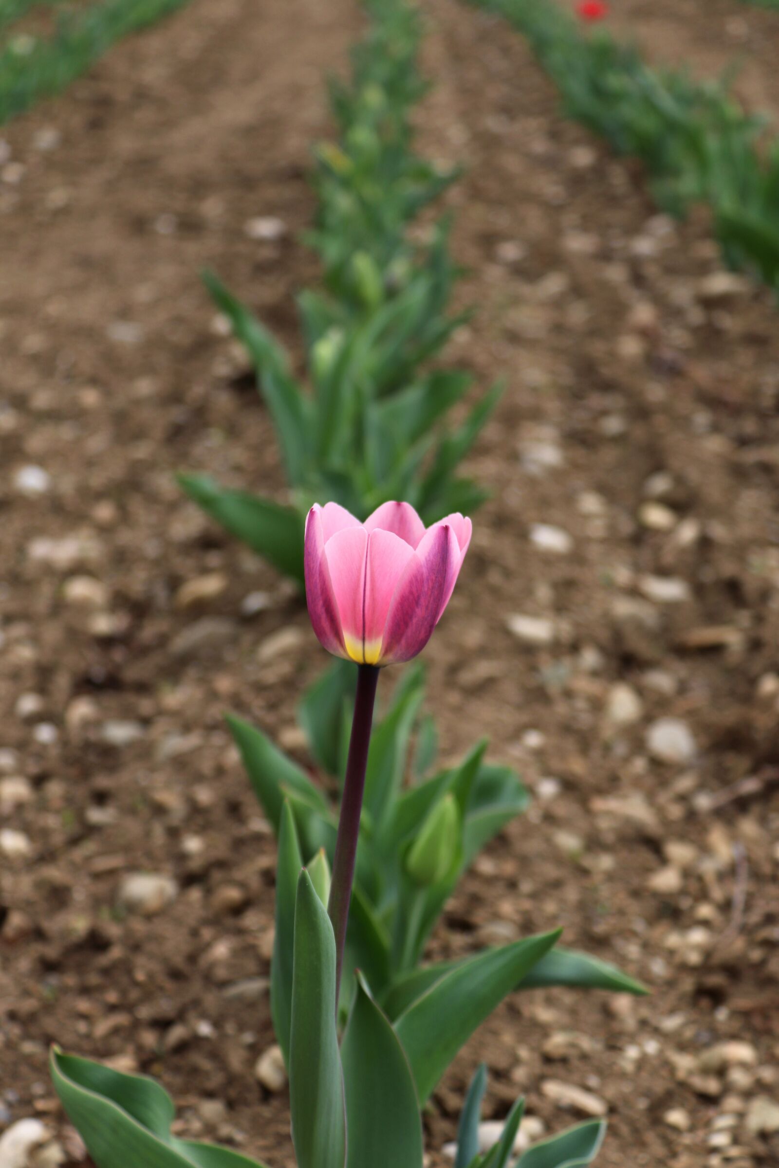 Canon EOS 200D (EOS Rebel SL2 / EOS Kiss X9) sample photo. Tulip, nature, plant photography
