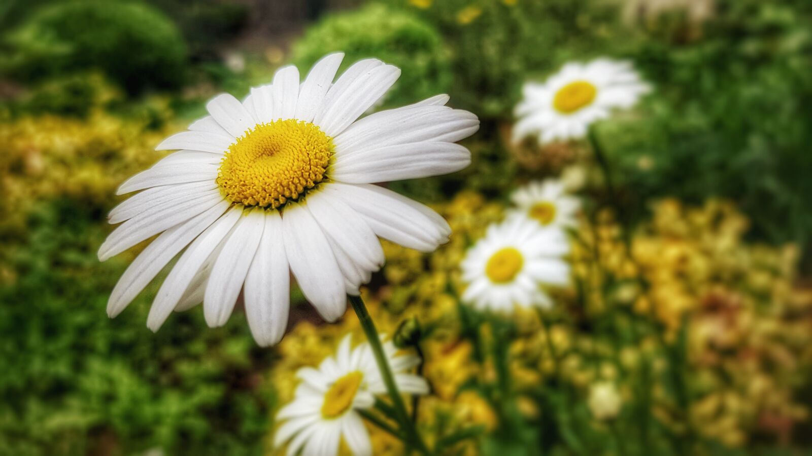 Samsung Galaxy S7 sample photo. Marguerite, flower, blossom photography
