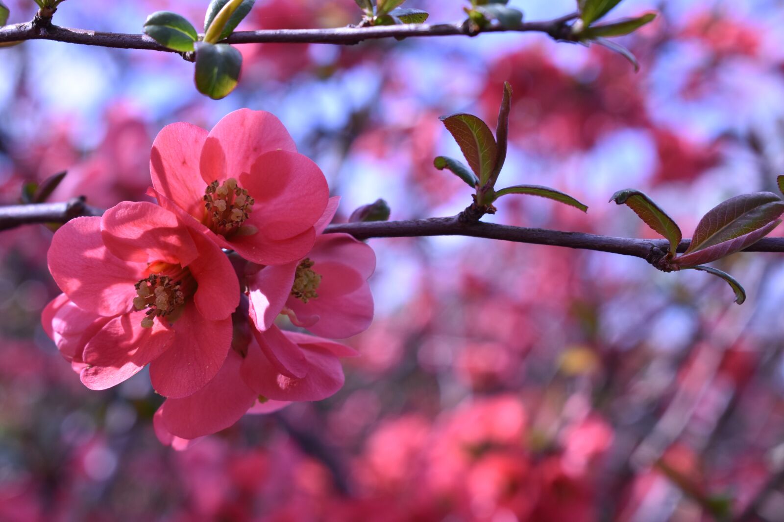 Nikon D3400 sample photo. Pink, red, blossom photography