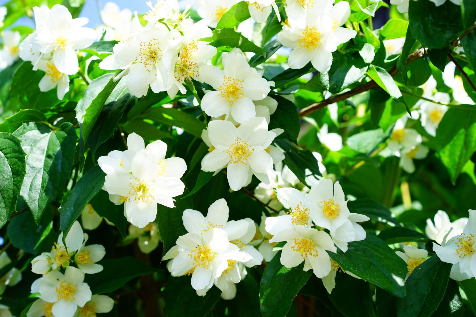 Sony a7 + Sony Sonnar T* FE 55mm F1.8 ZA sample photo. Mock orange, jasmin, flowers photography