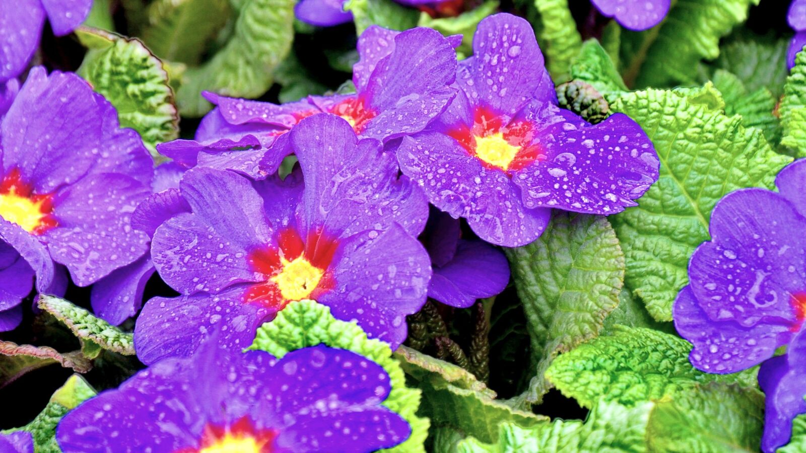 Nikon D90 sample photo. Primula, spring, spring flower photography
