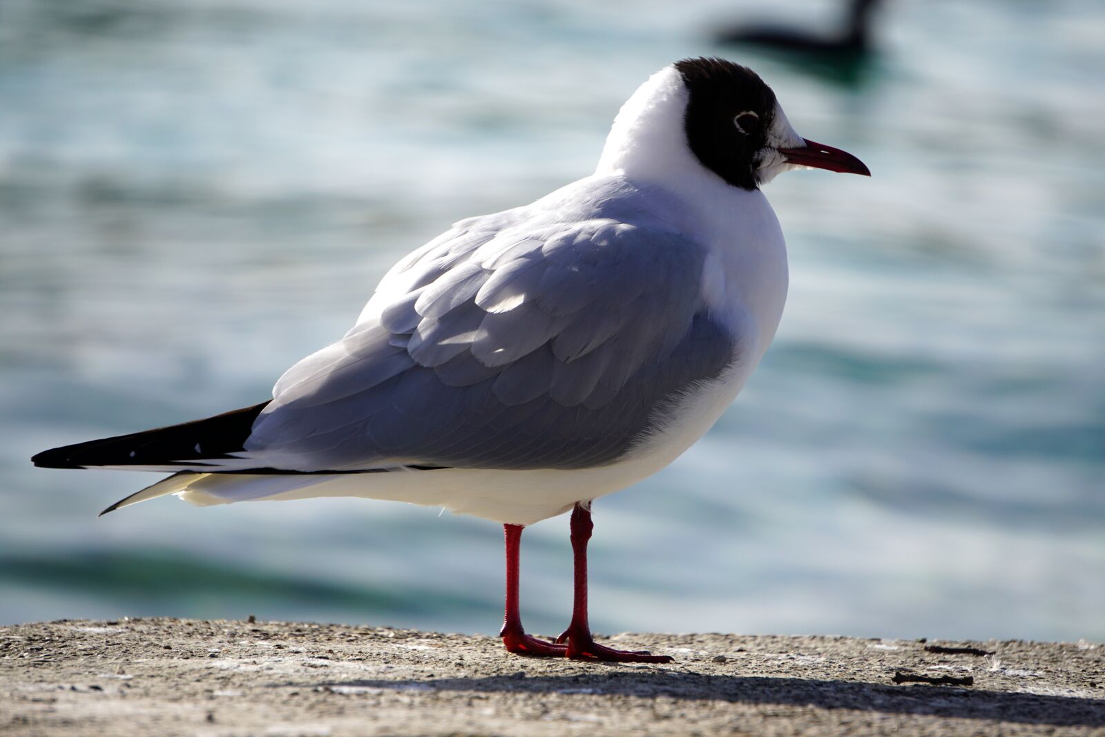 Sony E 55-210mm F4.5-6.3 OSS sample photo. Seagull, attersee, bird photography