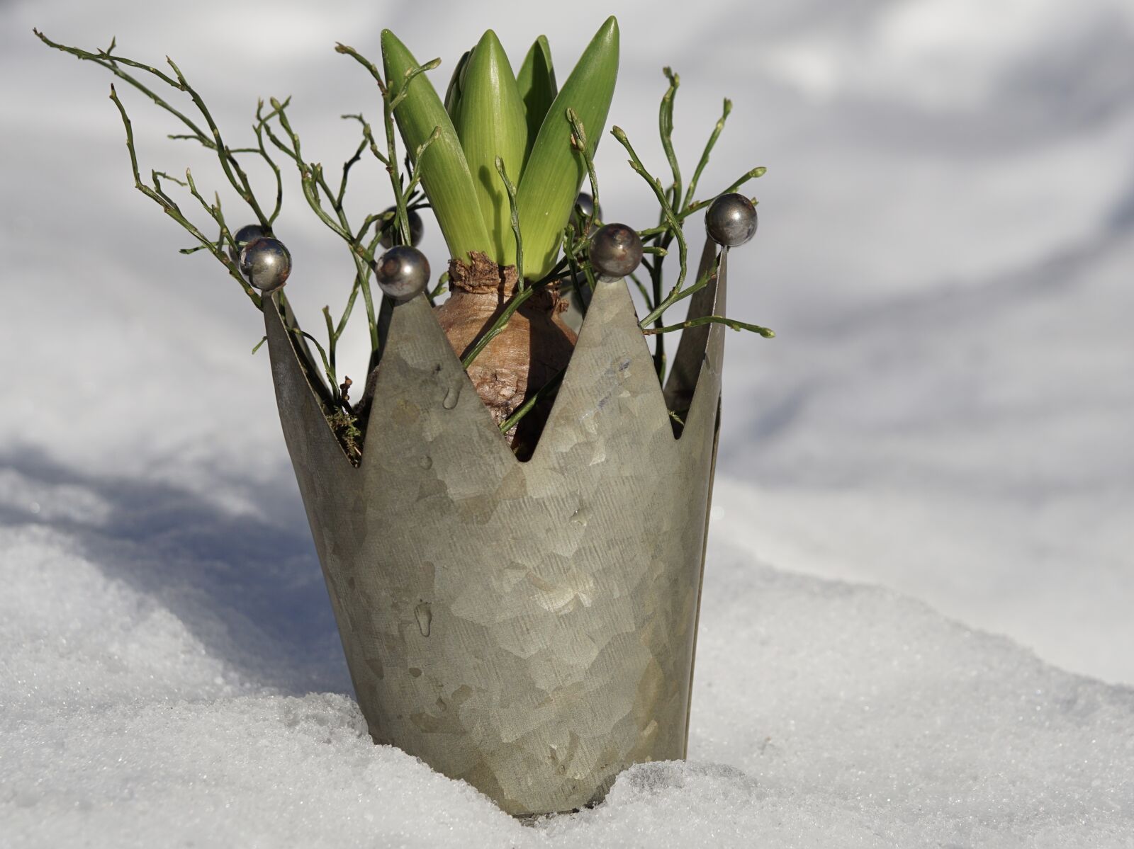 Sony ILCA-77M2 sample photo. Nature, winter, plant photography