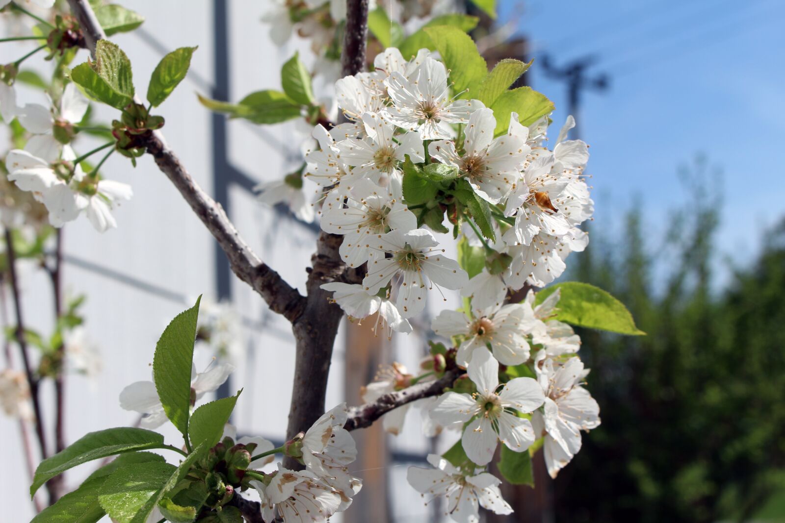 Canon EOS 700D (EOS Rebel T5i / EOS Kiss X7i) sample photo. Flower, tree, nature photography
