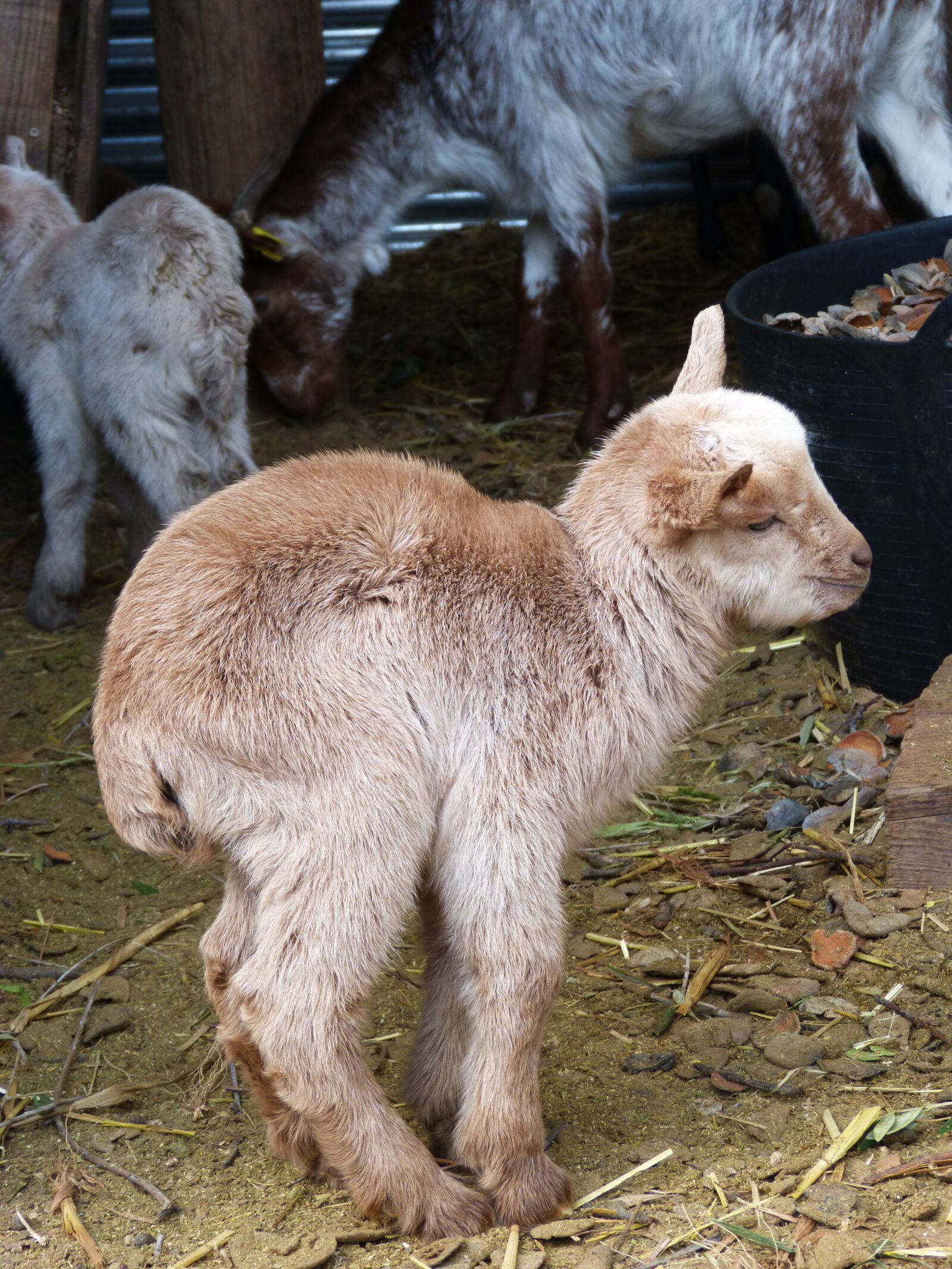 Panasonic DMC-FZ62 sample photo. Kid, goat, breeding photography