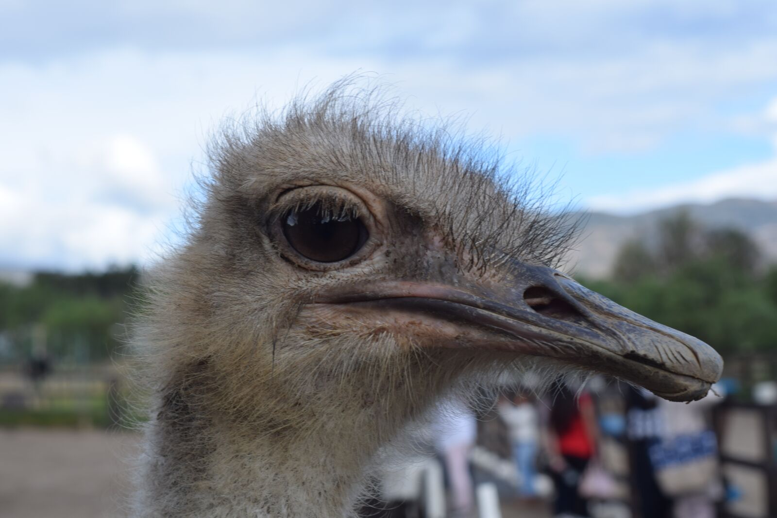 Nikon D5300 sample photo. Ostrich, animal, nature photography