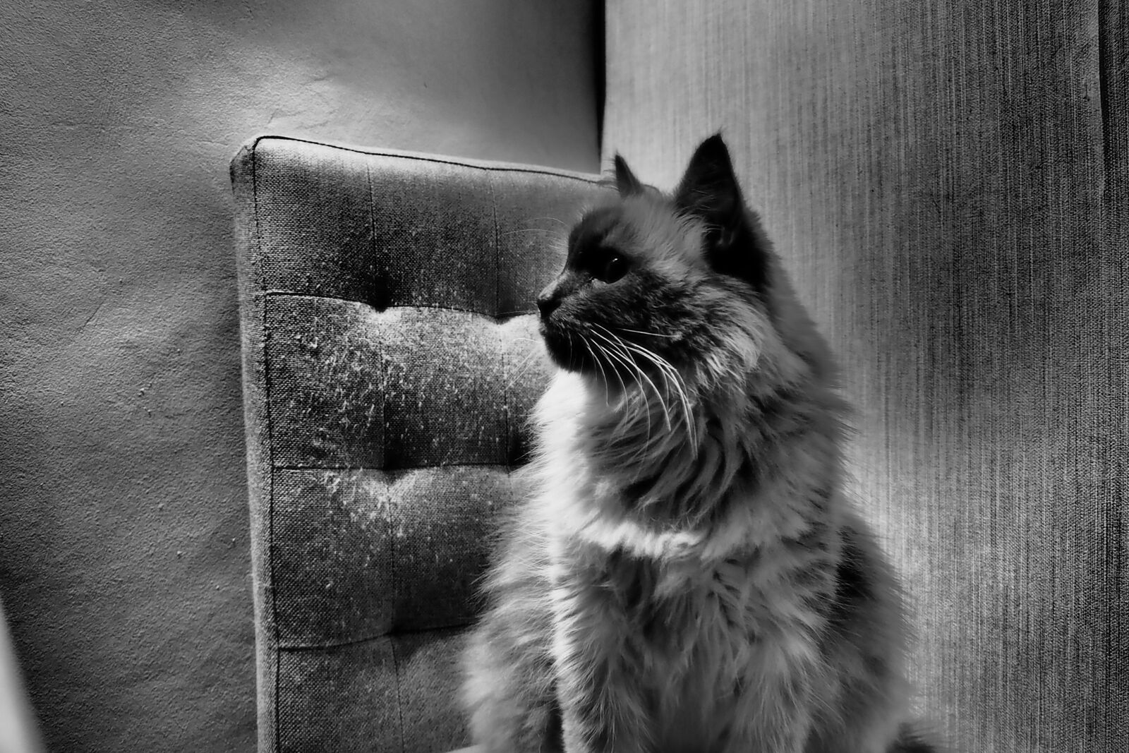 Olympus PEN E-PL8 sample photo. Cat, siberian, animal photography