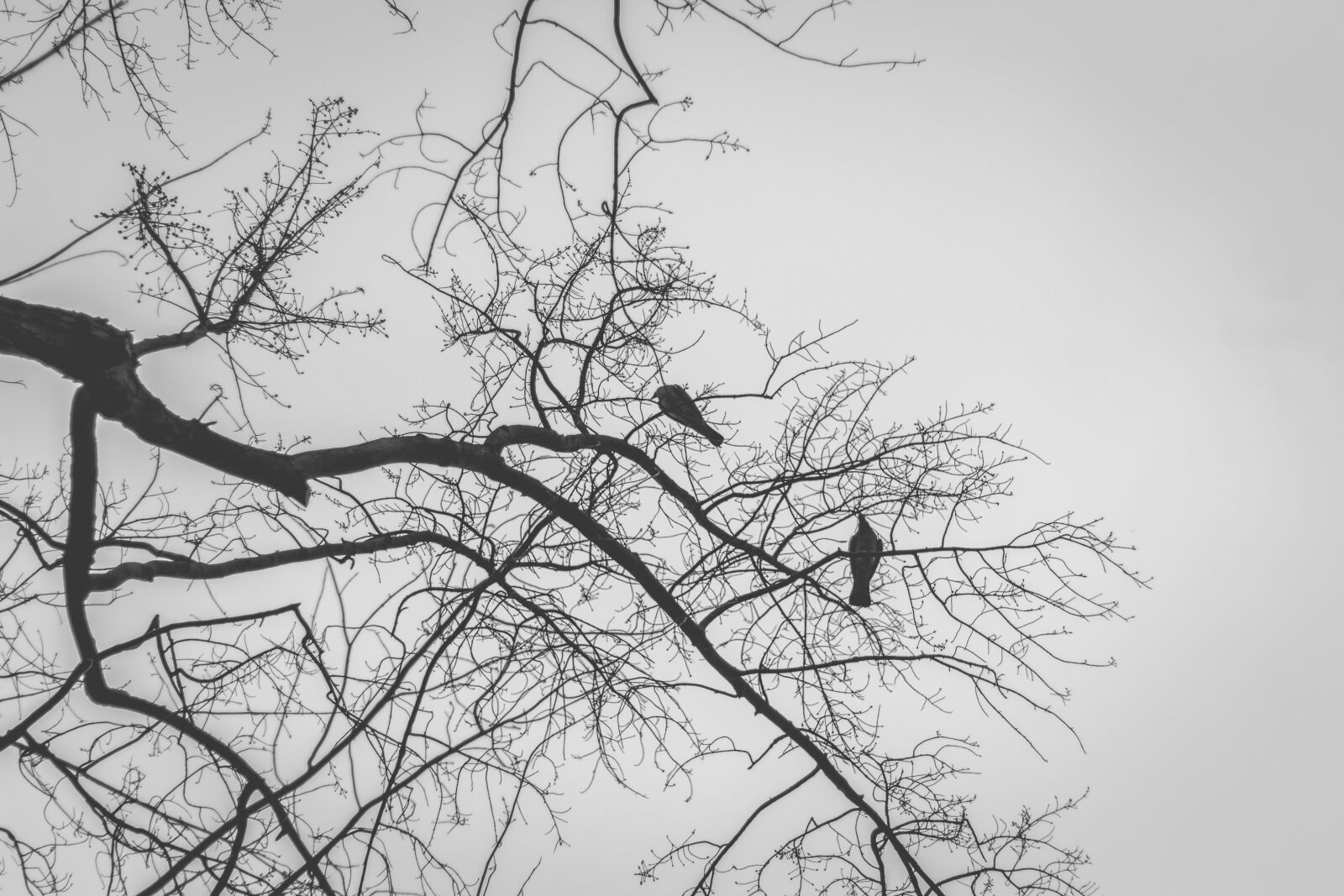Canon EOS 60D + Canon EF 50mm F1.8 II sample photo. Pigeons, sw, monochrome photography