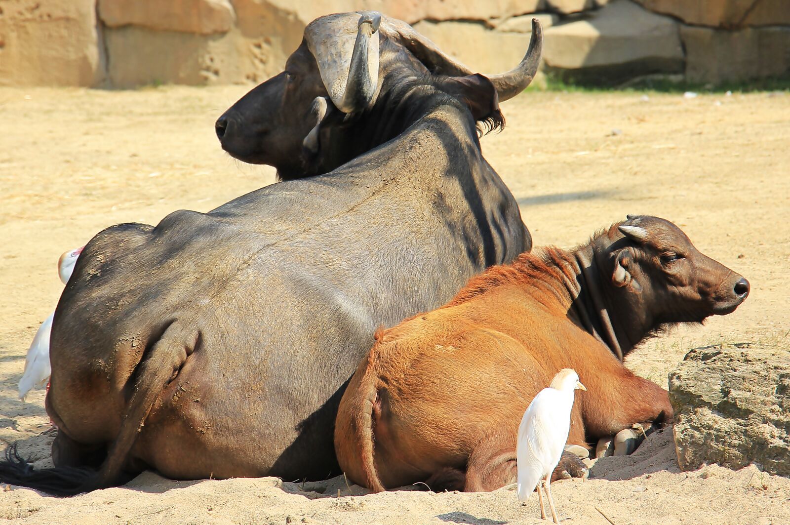 Canon EOS 550D (EOS Rebel T2i / EOS Kiss X4) sample photo. African buffalo, buffalo, wild photography