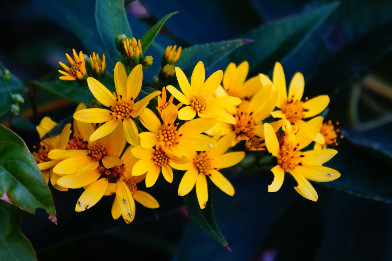 Sony Alpha a3000 sample photo. El salvador, flowers, bouquet photography