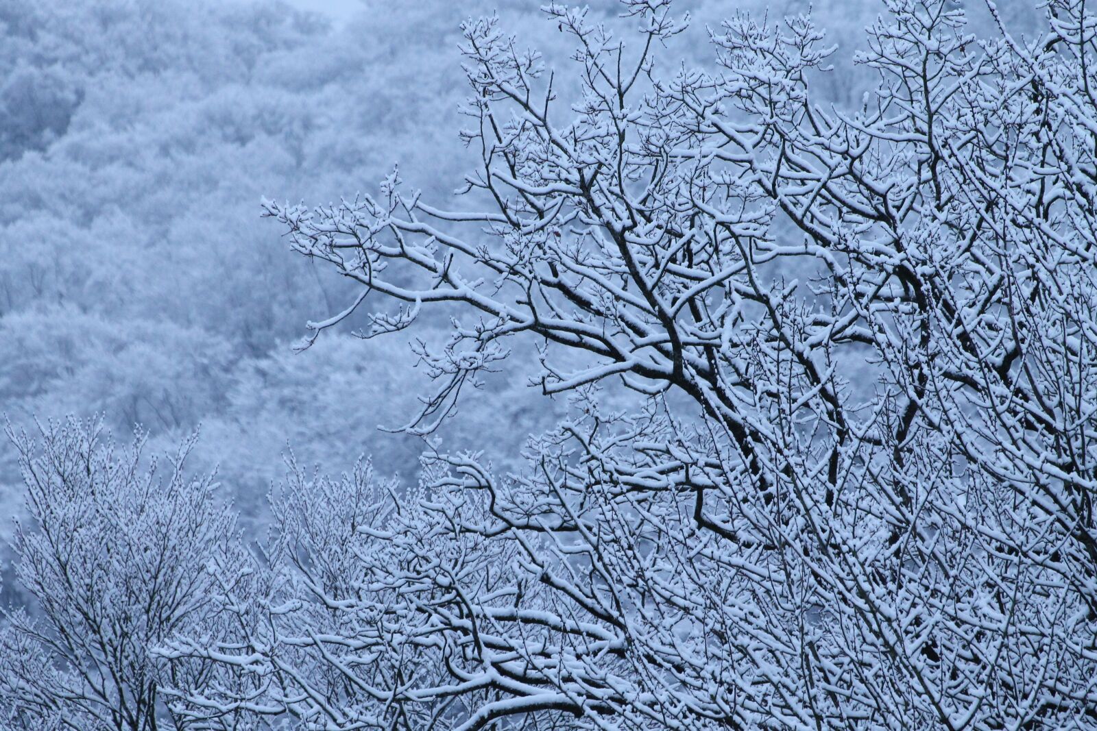 Canon EOS 1100D (EOS Rebel T3 / EOS Kiss X50) sample photo. Winter, trees, snow photography