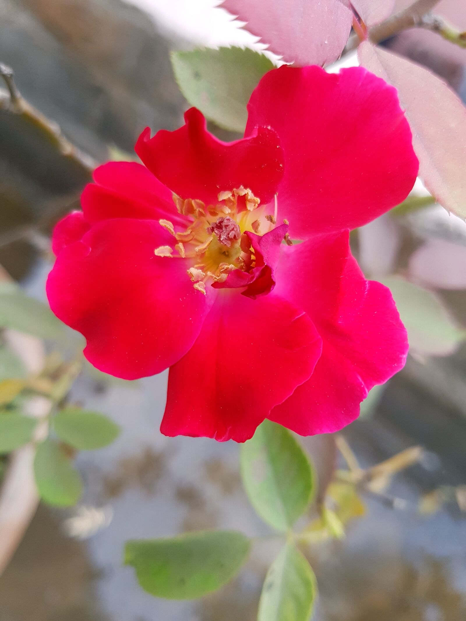 Samsung Galaxy S7 sample photo. Flower photography