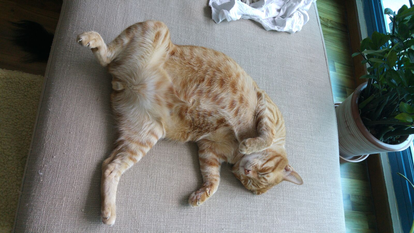 LG G4 sample photo. Animal, cat, pet photography