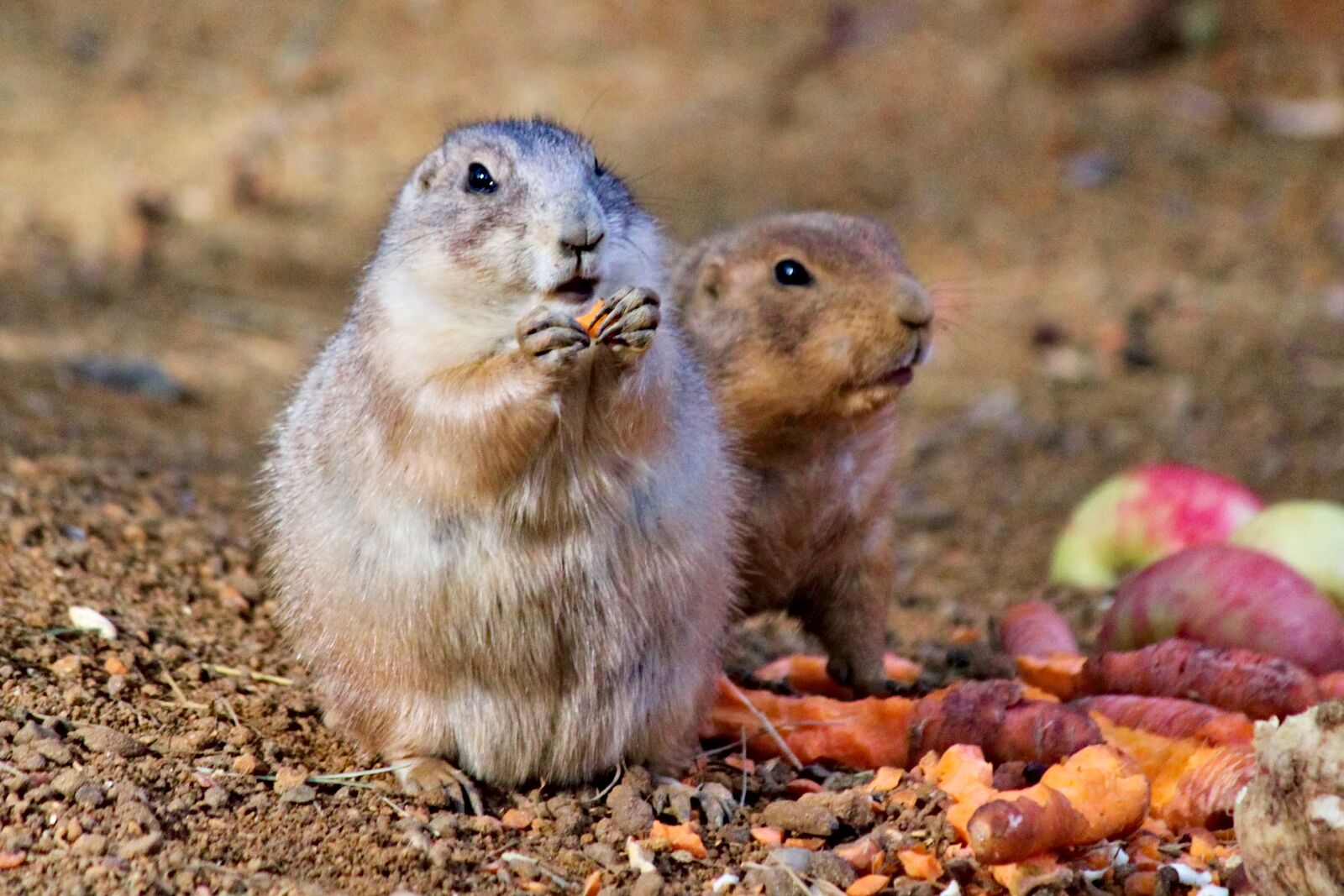 Canon EOS 550D (EOS Rebel T2i / EOS Kiss X4) sample photo. Prairie dogs, prairie, rodents photography
