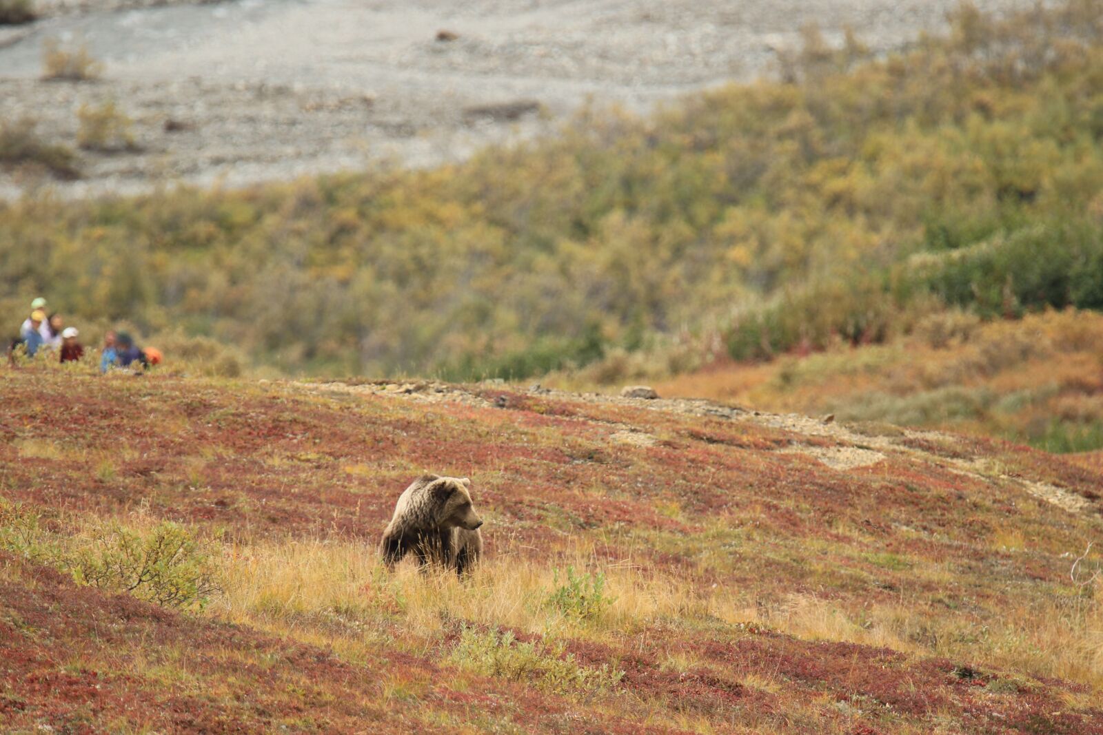 Canon EOS 7D Mark II sample photo. Bear, alert, danger photography
