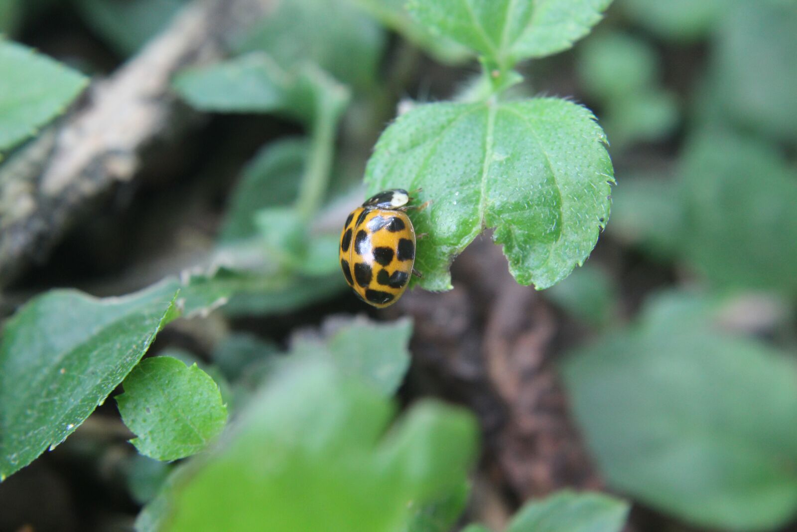 Canon EOS 1300D (EOS Rebel T6 / EOS Kiss X80) sample photo. Ladybug, insect, beetle photography