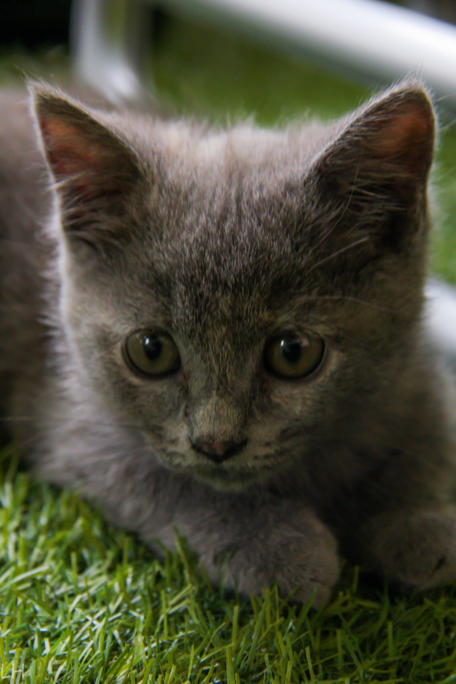 Canon EOS 550D (EOS Rebel T2i / EOS Kiss X4) sample photo. Cat, kitten, animal photography