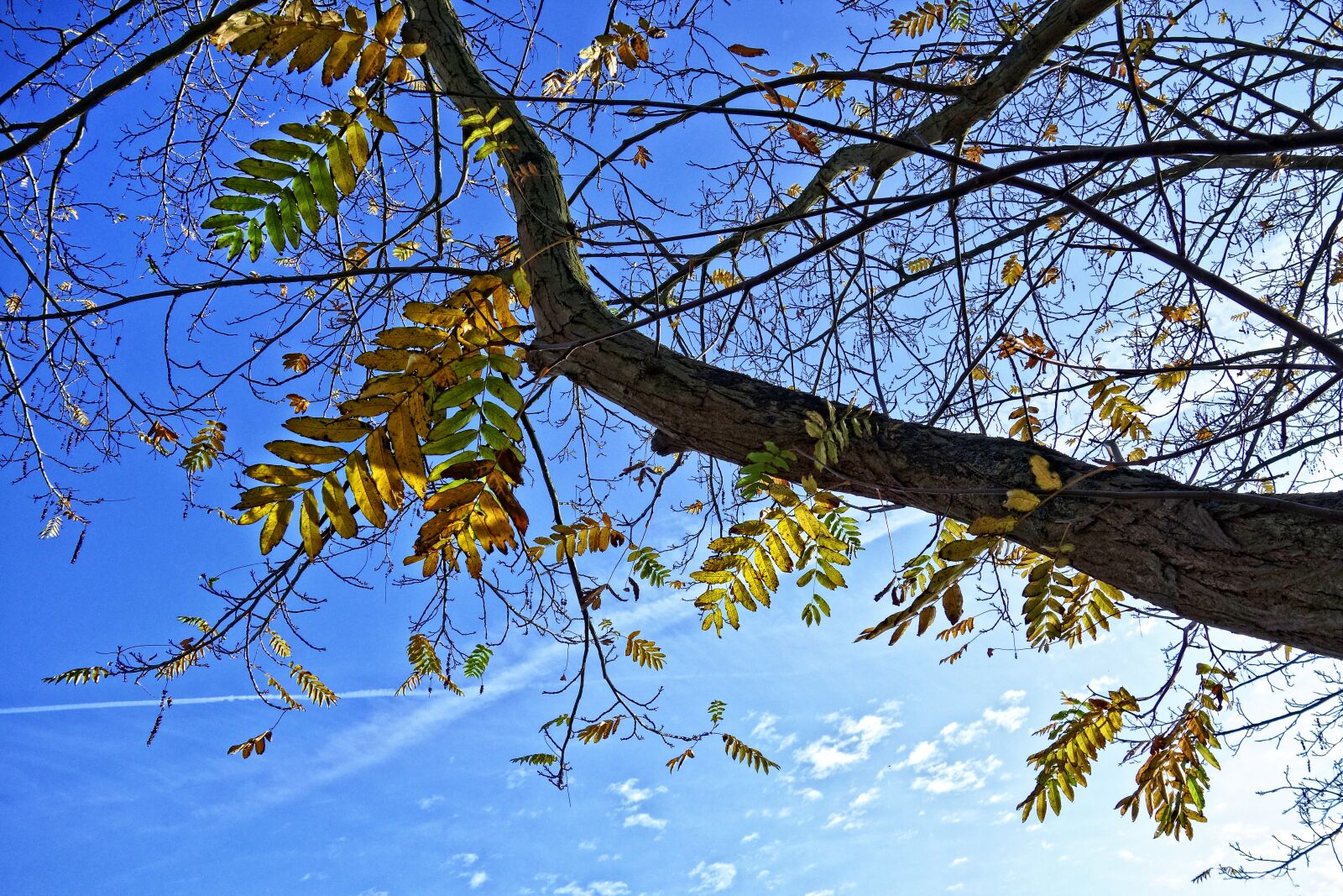Sony Cyber-shot DSC-RX100 sample photo. Tree, branch, leaves photography