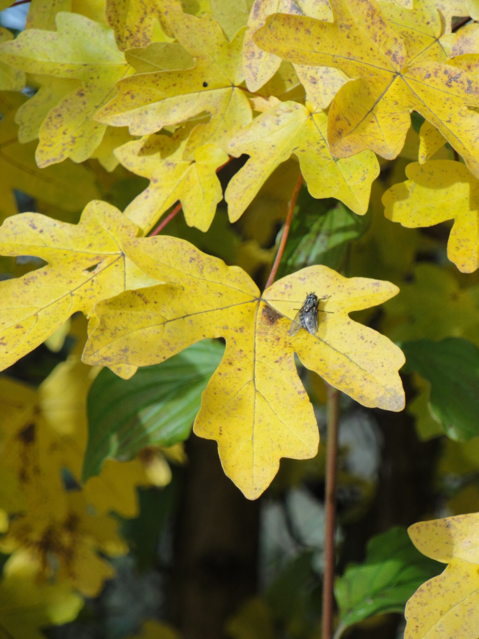 Sony Cyber-shot DSC-W290 sample photo. Autumn, plant, yellow photography