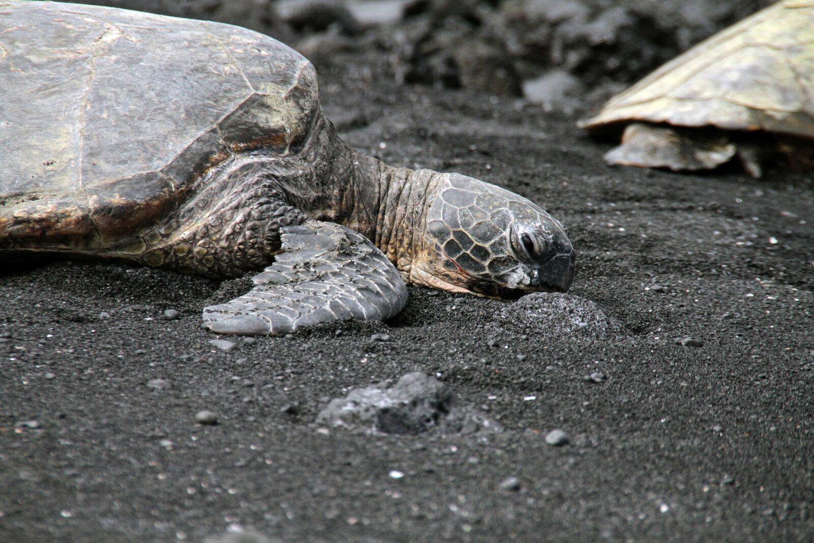 Canon EOS 7D sample photo. Turtle, green sea turtle photography