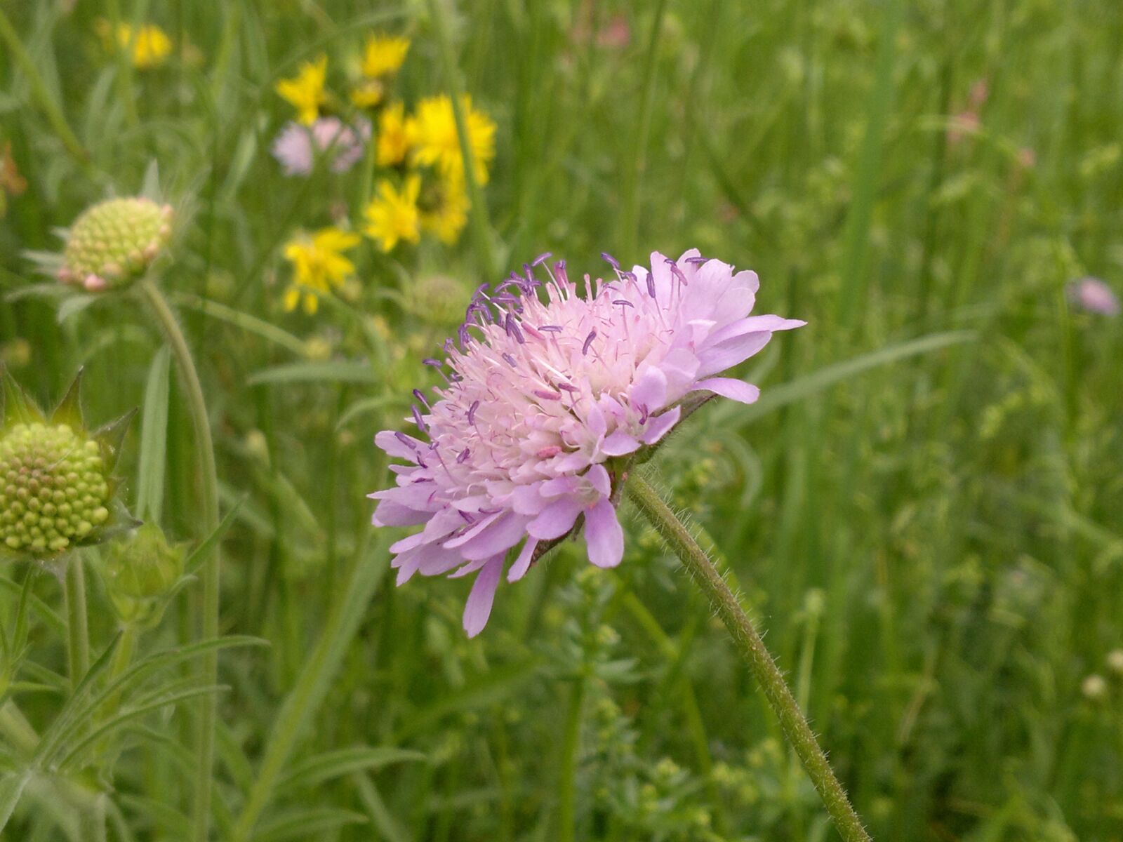 Nokia N8-00 sample photo. Cornflower, flower, summer photography