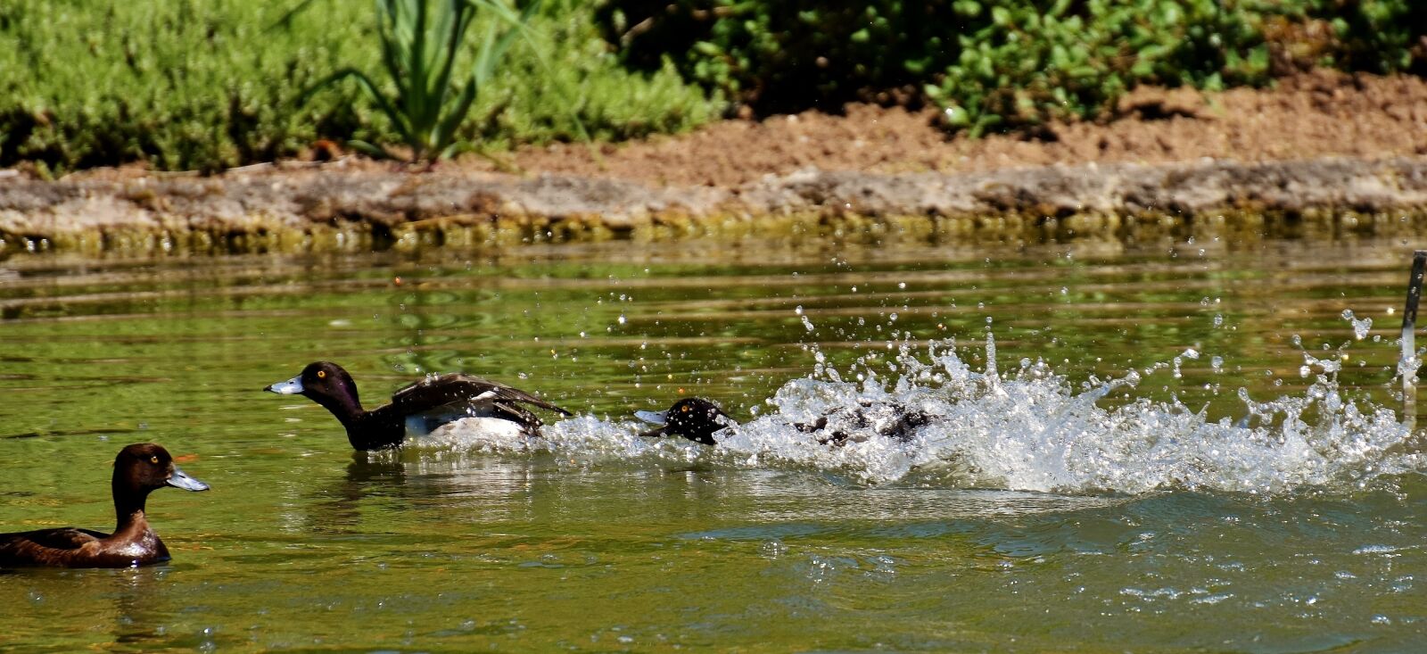 Nikon D7200 sample photo. Tufted duck, ducks, play photography