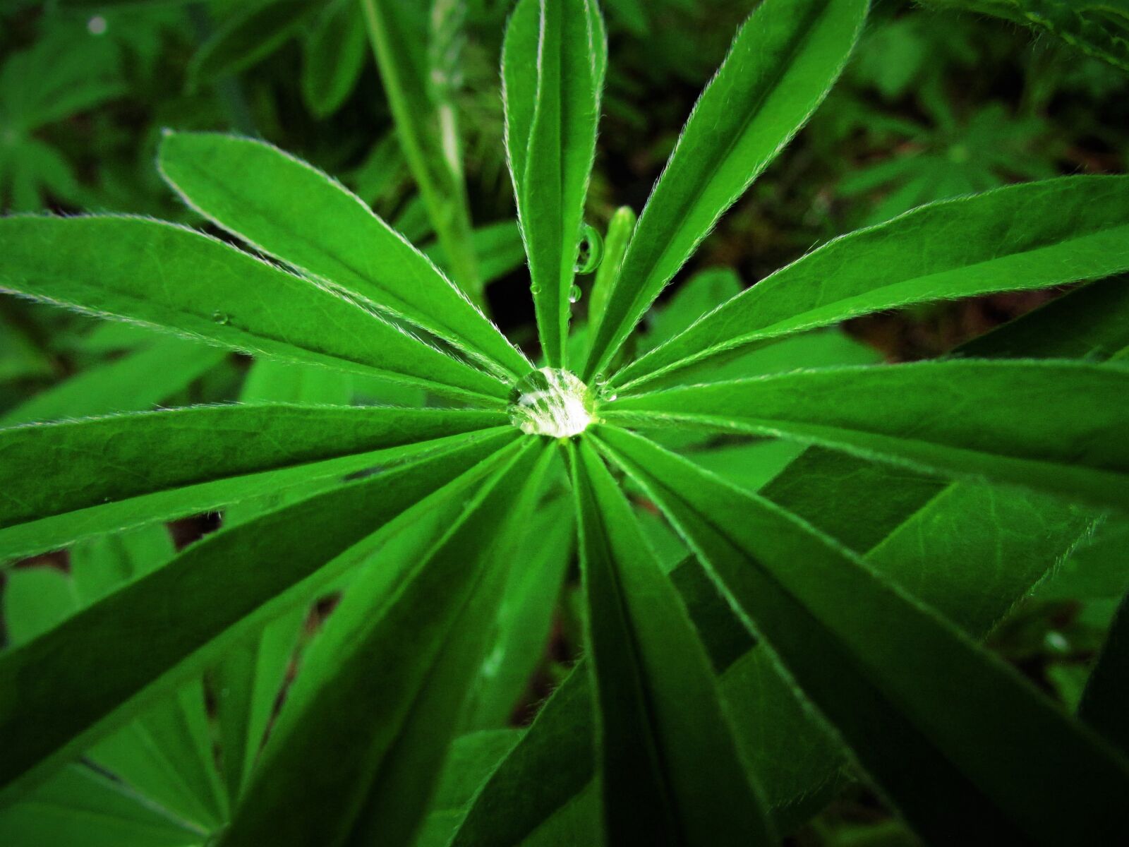 Canon PowerShot SX500 IS sample photo. Lupine, waterdrop, droplet photography