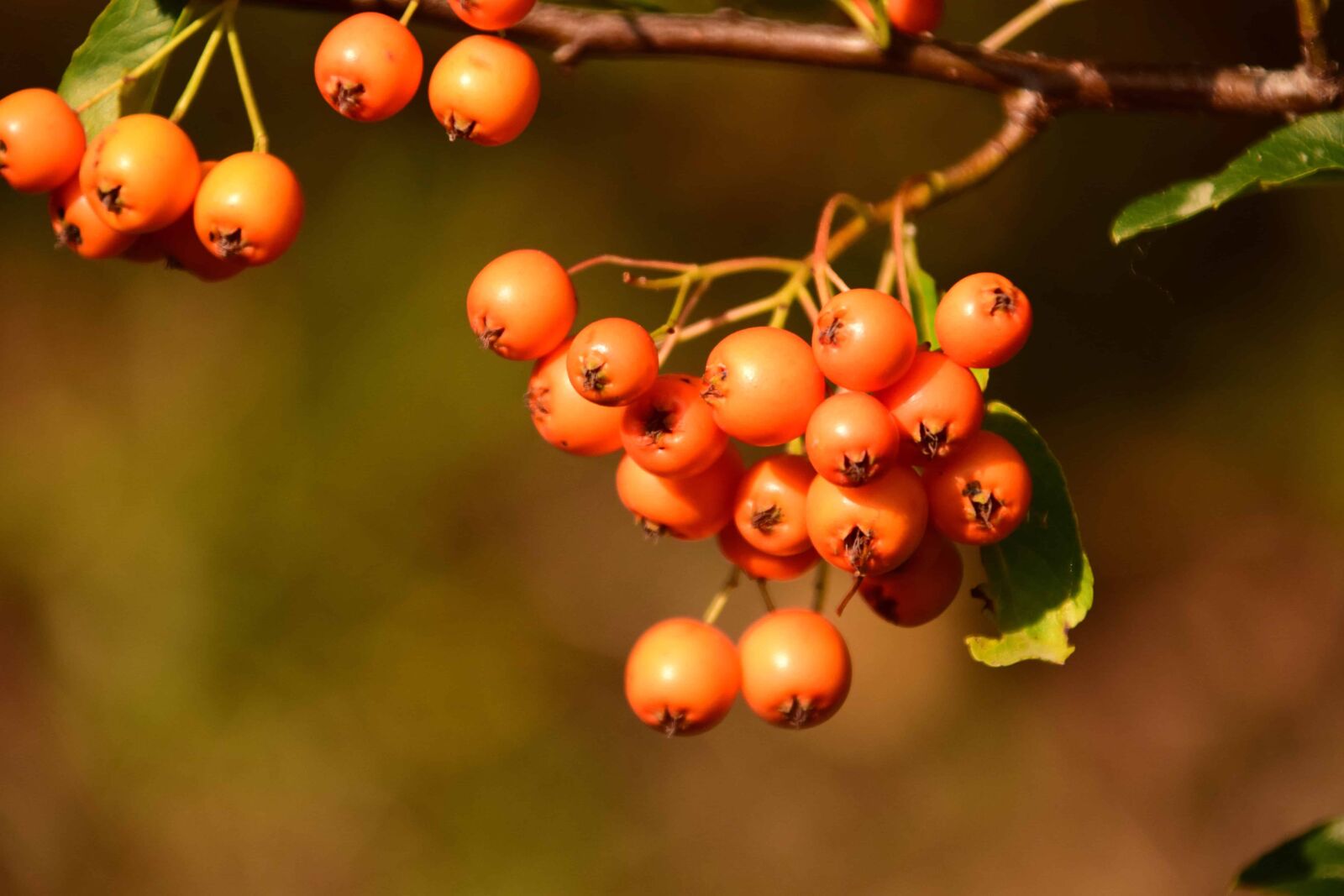 Nikon D3300 sample photo. Tree, shrub, leaf, nature photography
