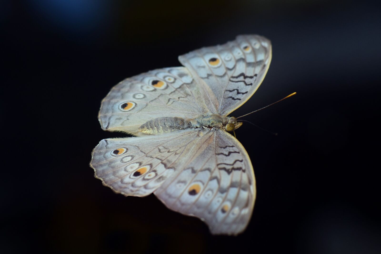Nikon D3300 sample photo. Argus, common blue, nature photography