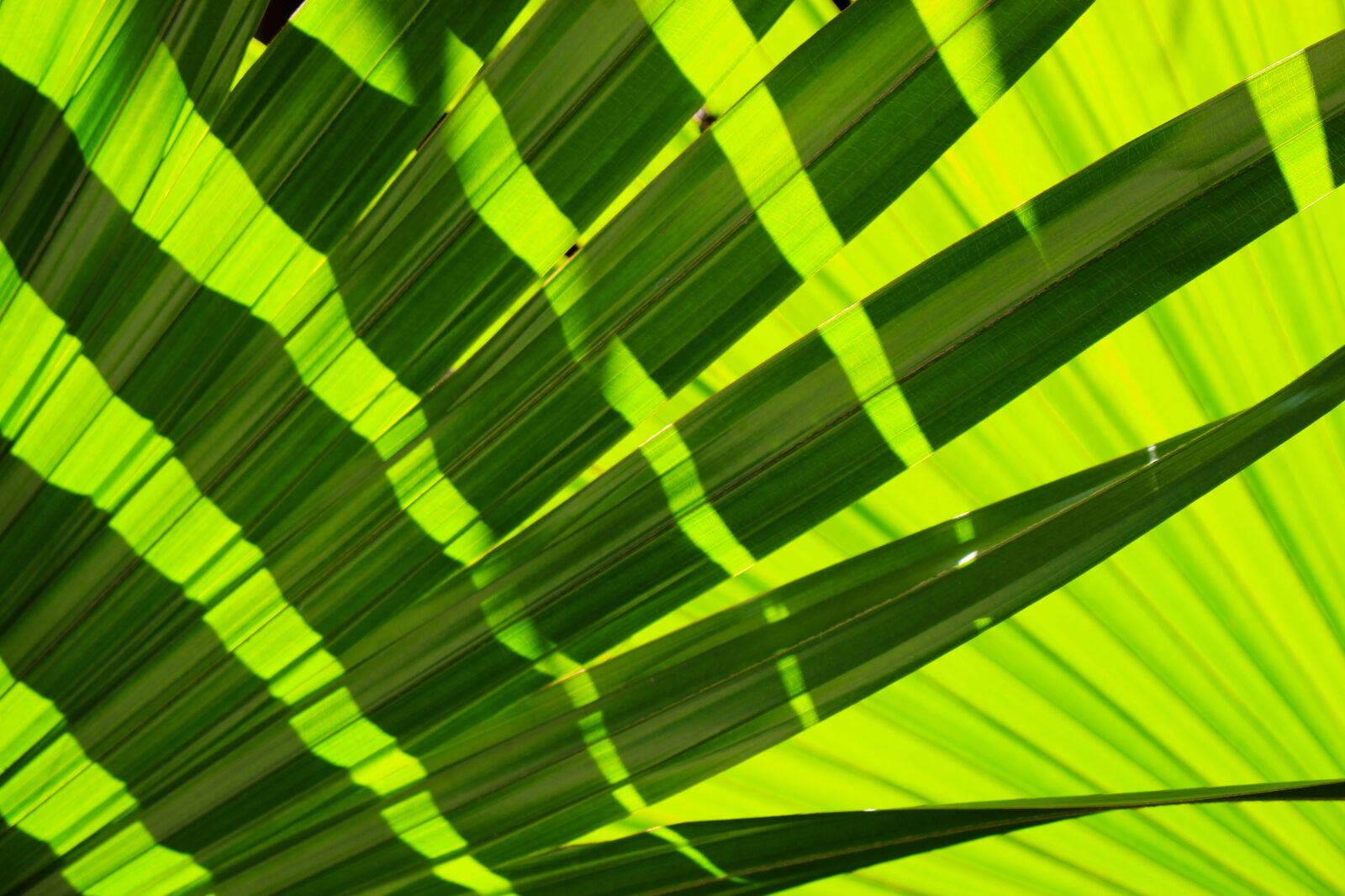 Canon EOS 700D (EOS Rebel T5i / EOS Kiss X7i) sample photo. Frond, leaves, tropical photography
