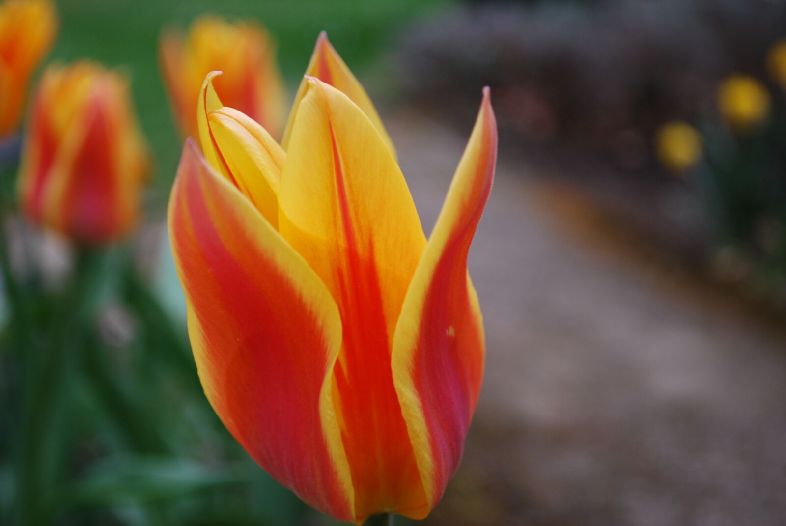 Nikon D60 sample photo. Nature, flower, tulip photography