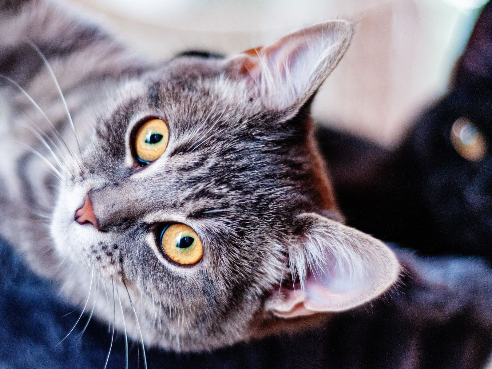 Nikon D300S sample photo. Cat, pet, sweet photography