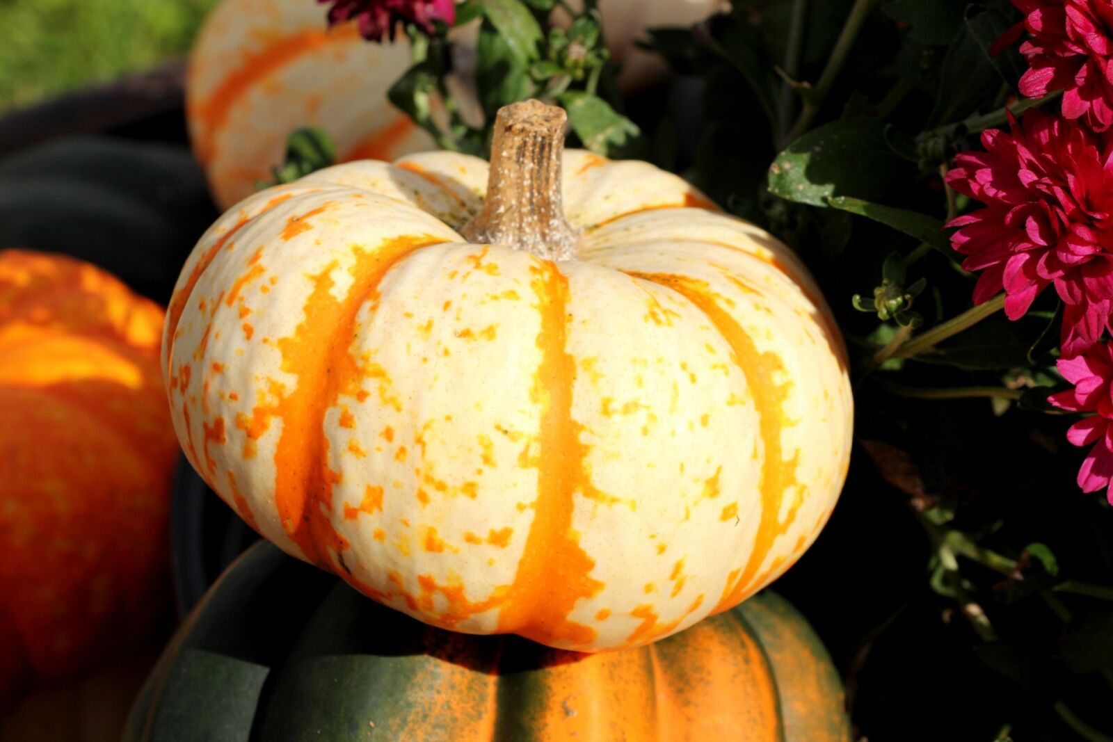 Canon EOS 650D (EOS Rebel T4i / EOS Kiss X6i) sample photo. Autumn, decoration, fall, food photography