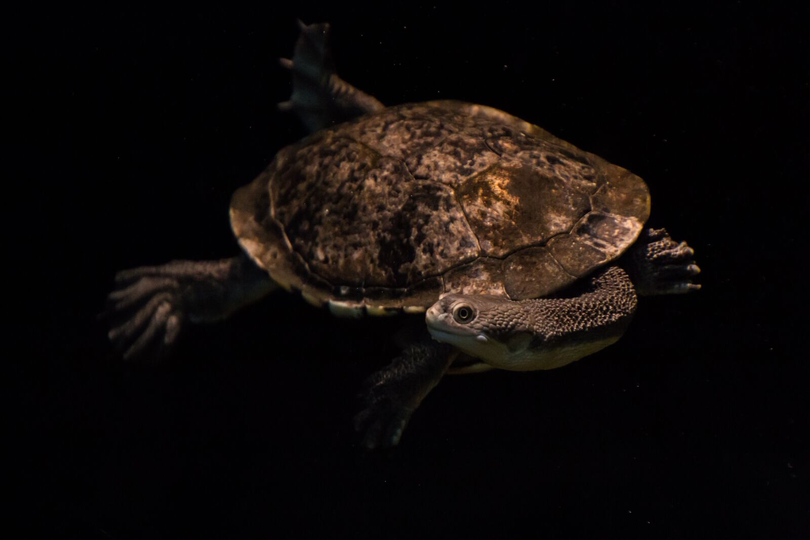 Canon EOS 70D sample photo. Snake-neck turtle, turtle, water photography