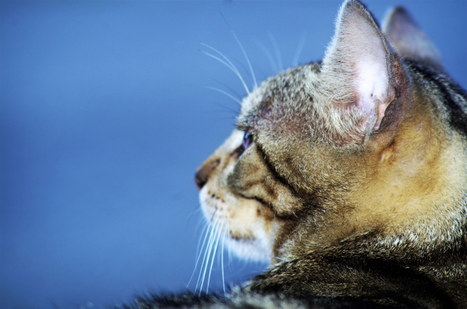 Pentax K-50 sample photo. Cat, cat european, calico photography
