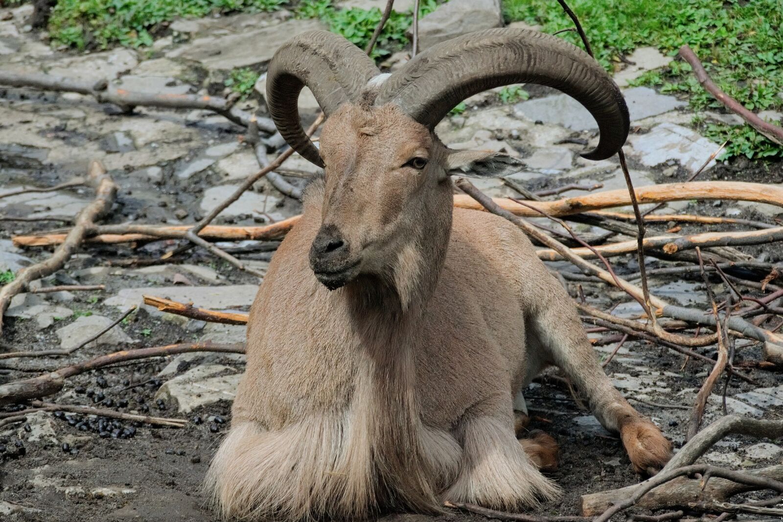 Nikon D3300 sample photo. Animal, horns, nature photography