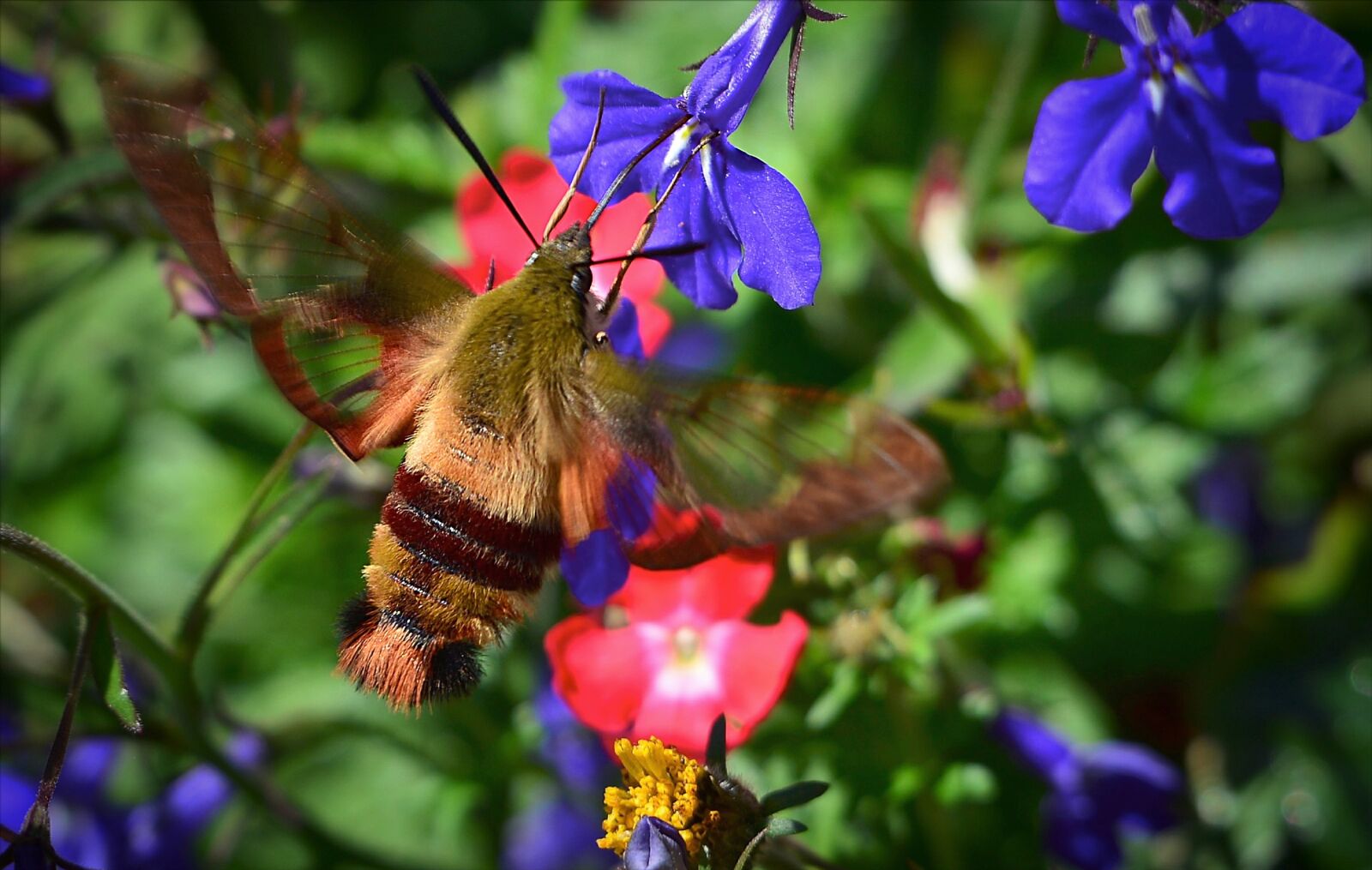 Nikon D610 sample photo. Sphinx moth, sphinx hummingbird photography