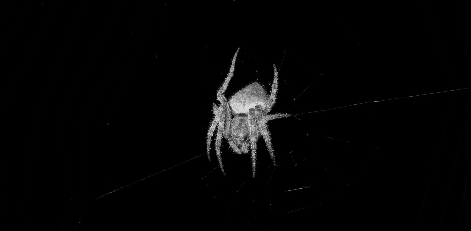 Nikon Coolpix B700 sample photo. Macro, insect, spider photography