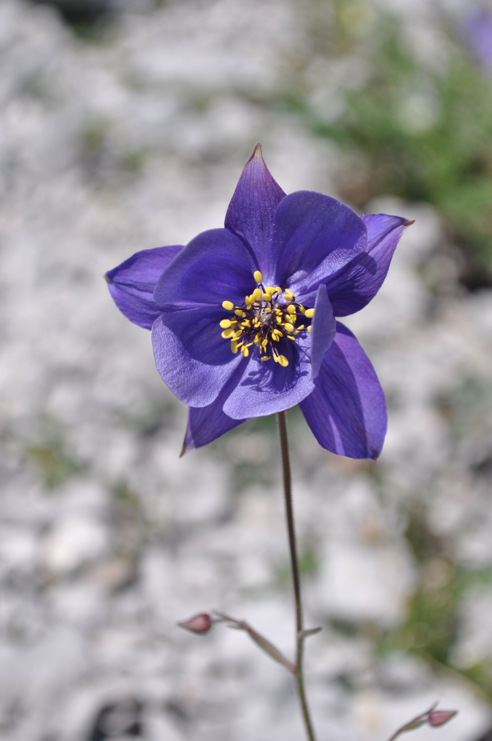Nikon D5000 sample photo. Flower, mountain, spring photography