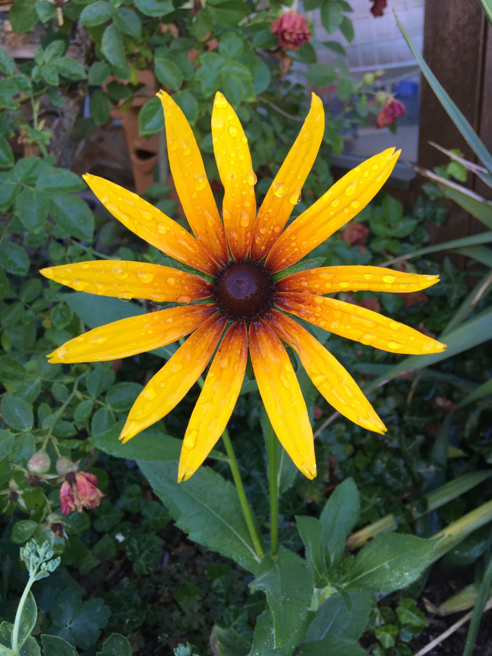 iPhone SE back camera 4.15mm f/2.2 sample photo. Flower, nature, yellow photography