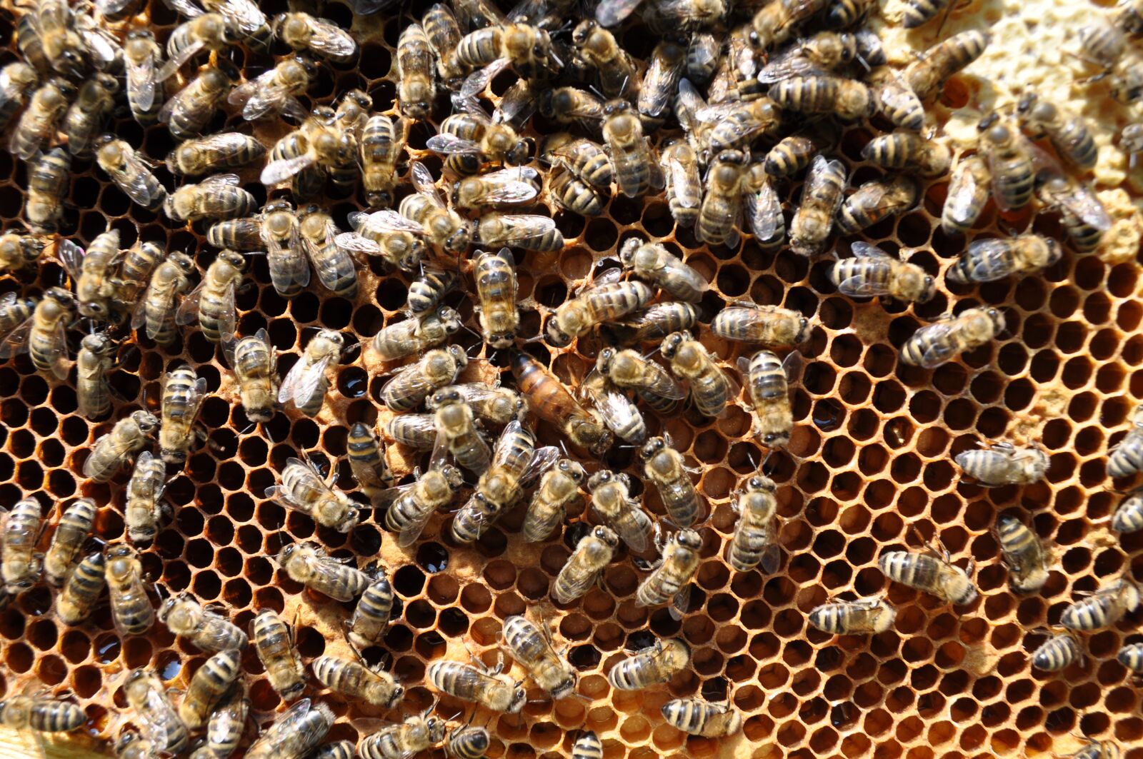 Nikon D90 sample photo. Bees, honeycomb, bee-keeping photography