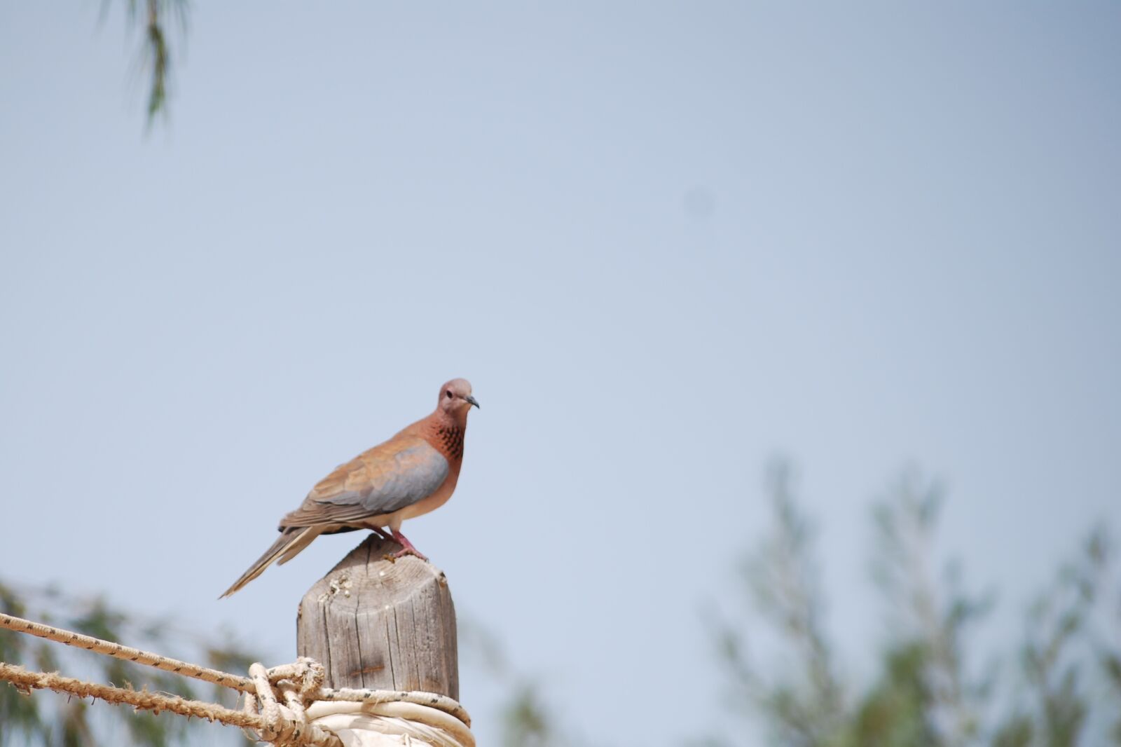 Nikon D40X sample photo. Bird, senegal, pigeon photography