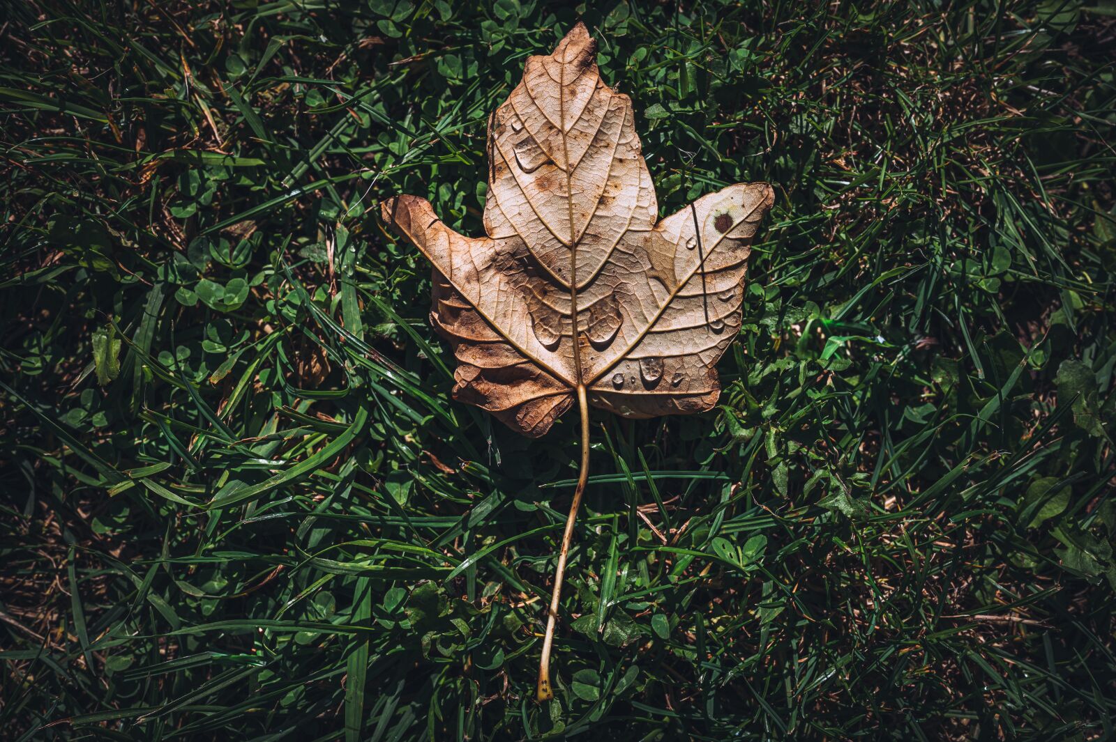 Nikon Z6 sample photo. Leaf, autumn, green photography