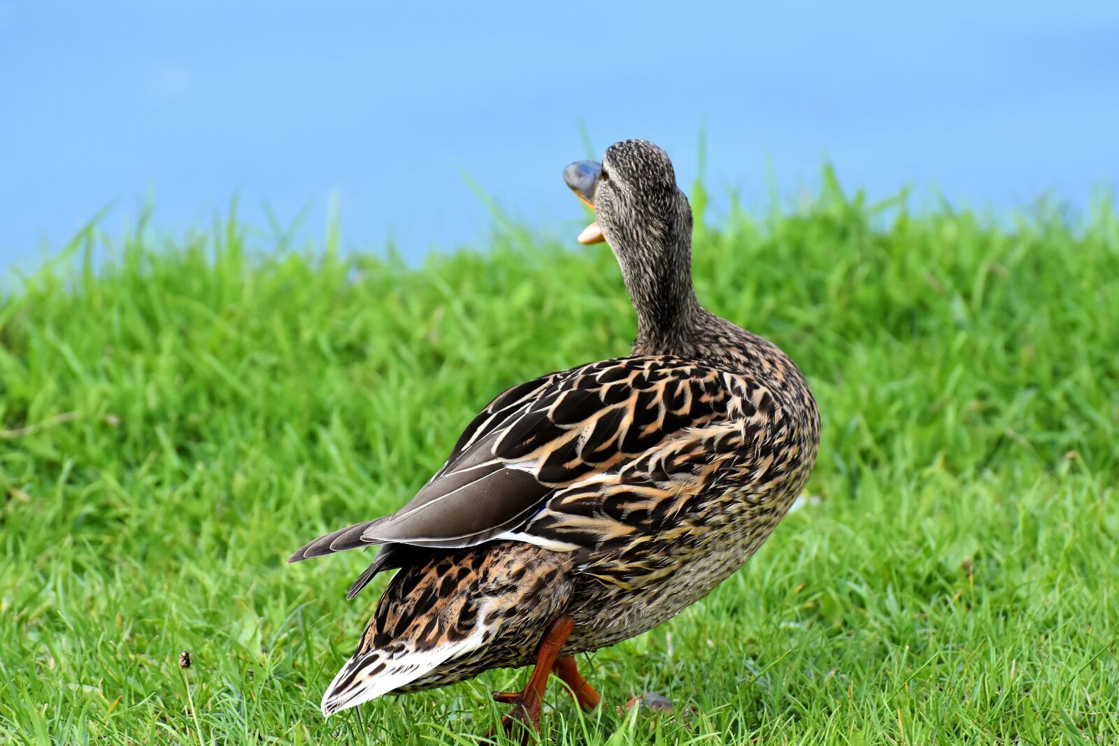 Nikon D7200 sample photo. Mallard, gripe, cute photography