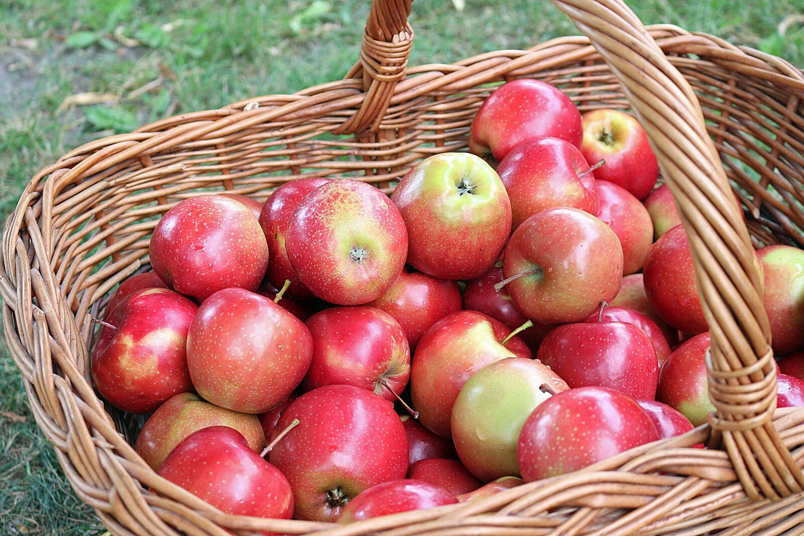Canon EOS 100D (EOS Rebel SL1 / EOS Kiss X7) sample photo. Apple, fruit, fresh photography