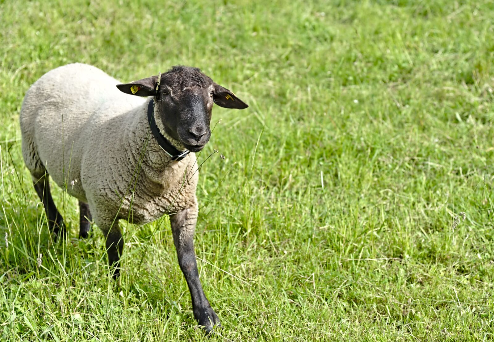 Nikon D750 sample photo. Sheep, run, meadow photography