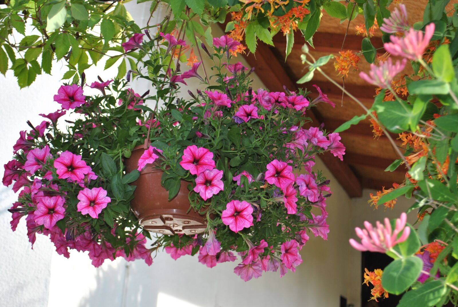 Nikon D3000 sample photo. Flowers, nature, summer photography