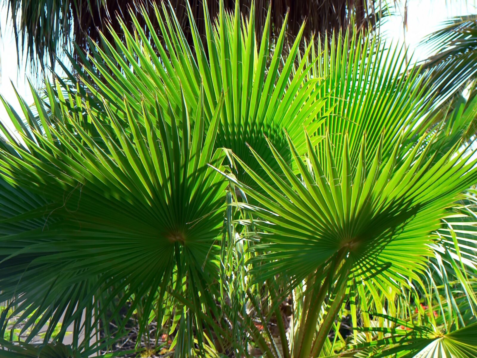 Panasonic DMC-FZ5 sample photo. Palm, washingtonia, foliage photography