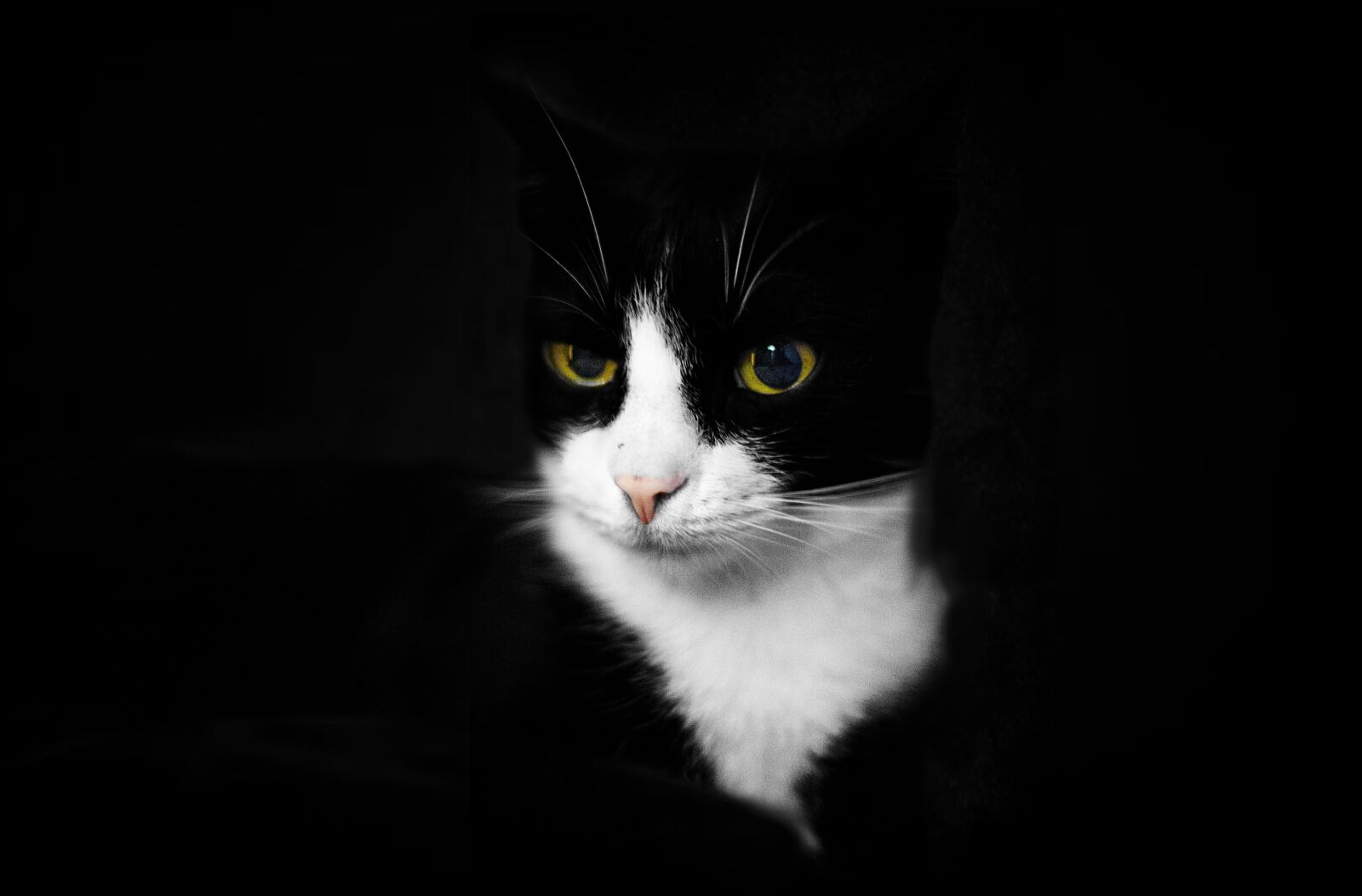 Nikon D750 sample photo. Cat, black, animal photography