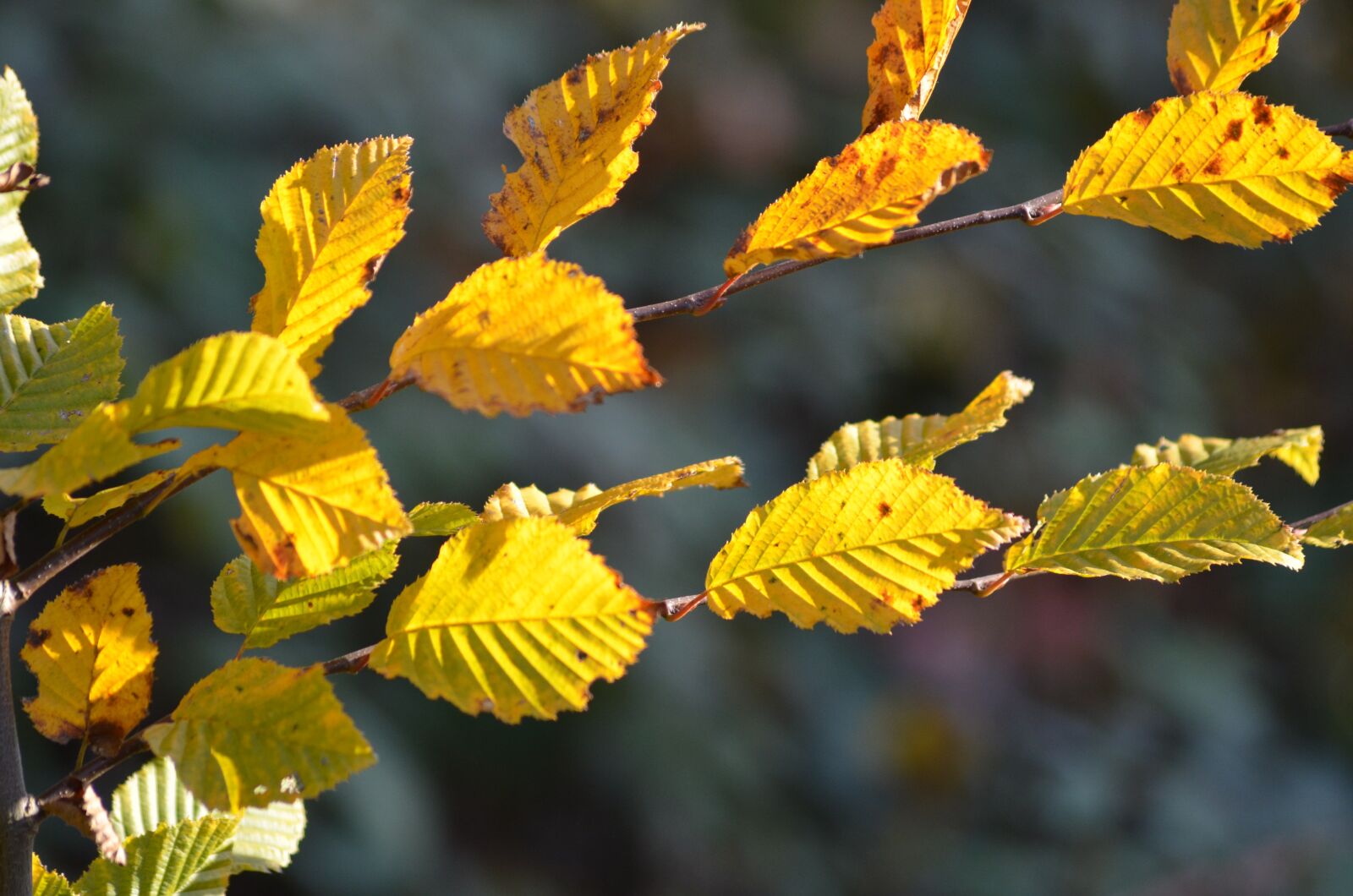 Nikon D5100 sample photo. Autumn, leaf, branch photography